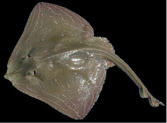Raja microocellata06